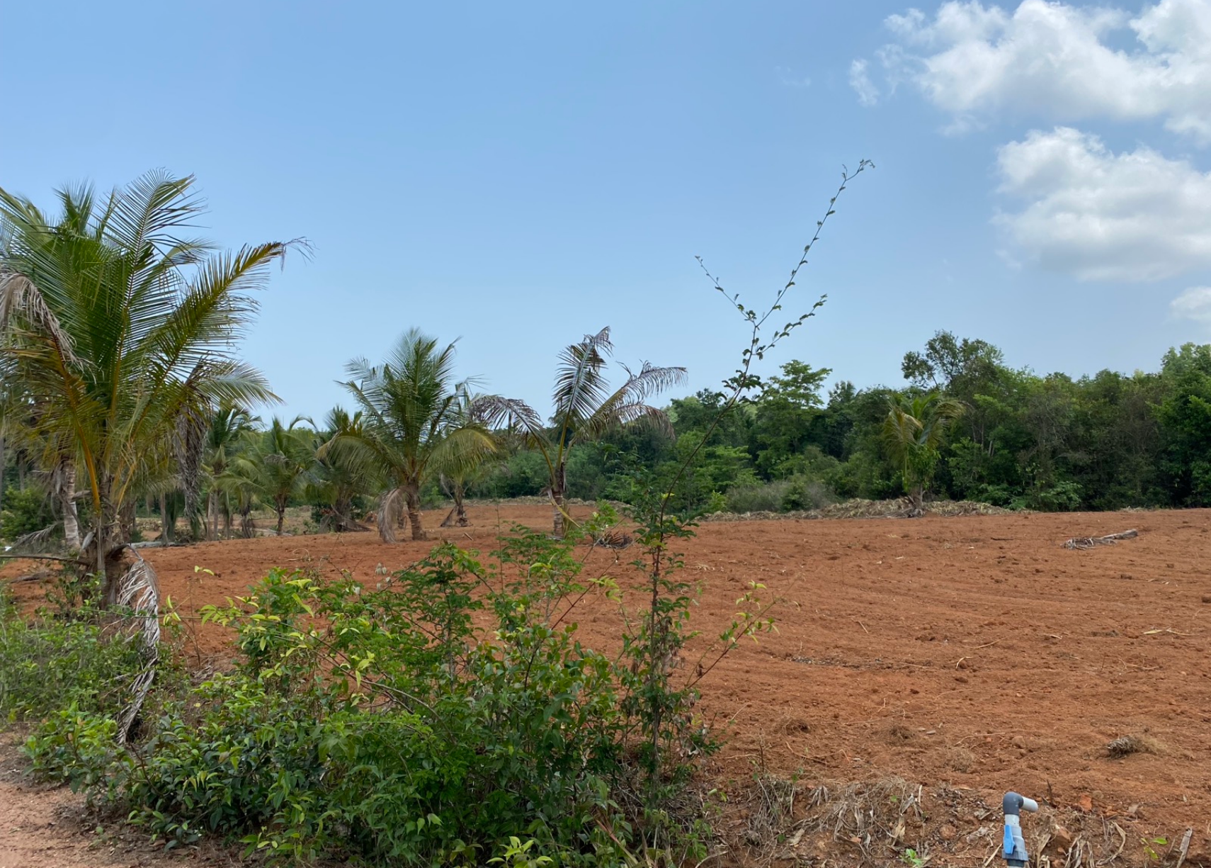 6-Acre Pristine Farm