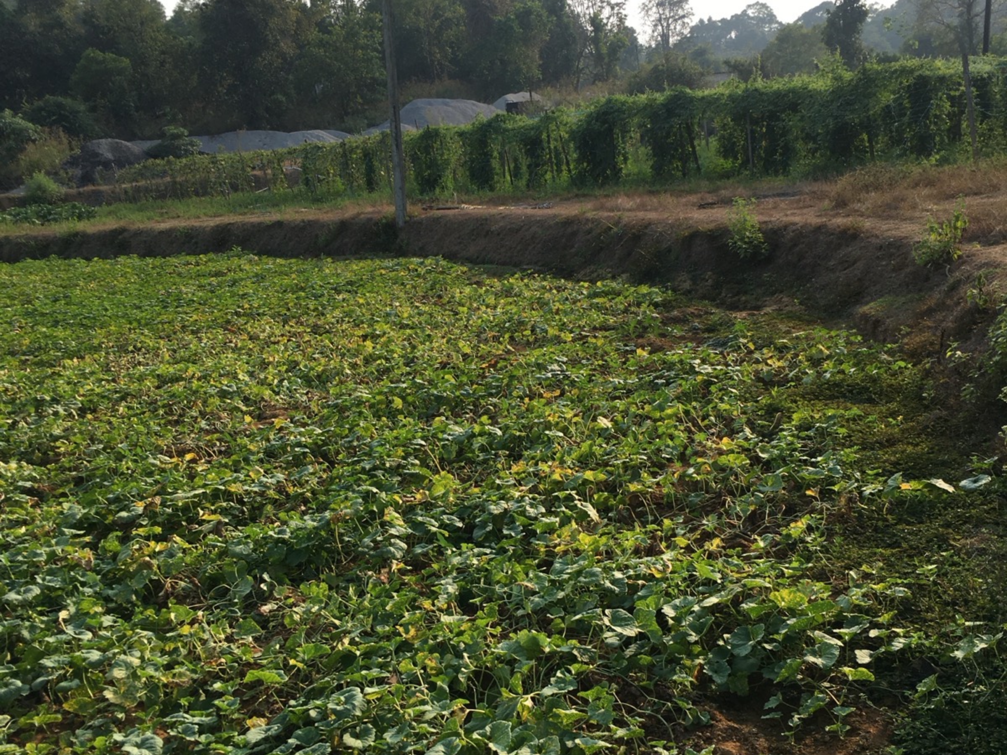 Organic Farming at Jaga Rani